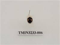 藏品(黃斑盤瓢蟲)的圖片